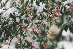 some oranges are growing on the branches of a tree covered in ice and snow