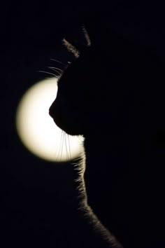 the silhouette of a cat with its head turned to the side, in front of a full moon