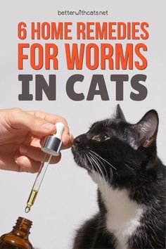 How To Get Rid Of Worms In Cats, Cat Dewormer, Cat Worms, Diy Cat Food, Cat Illnesses, Cat Vet, Natural Pet Care, Cats Stuff