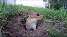 a small rodent sitting in the middle of some dirt and grass with it's eyes wide open