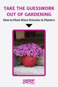 wave petunias in a planter Flower Box Ideas, Annual Flowers, Flower Box, Flower Ideas, Box Ideas, Flower Pot