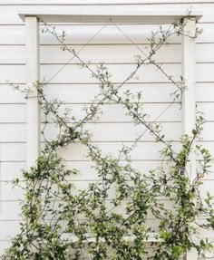 an old window frame with vines growing on it's sides, against a white wall