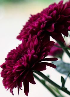 some red flowers are in a glass vase