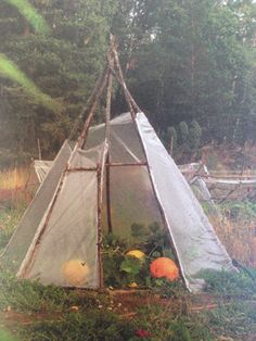 an old photo of a tent in the woods with fruits and vegetables inside it,