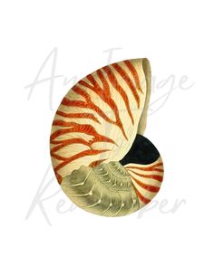 an orange and white striped shell with black spots on the inside, against a white background