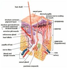 the structure of an animal's skin and its structures, labeled in red text