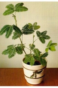 a potted plant sitting on top of a wooden table