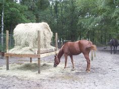 a brown horse eating hay in an enclosure