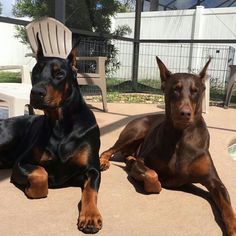 two black and brown dogs laying next to each other on the ground near a pool