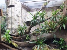 an aquarium filled with lots of plants and trees in it's enclosure, next to a stone wall