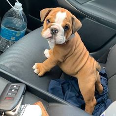 a brown and white dog sitting in the back seat of a car next to a bottle of water