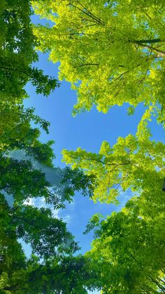 looking up at the tops of tall trees