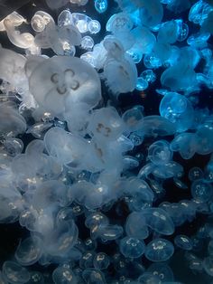 many jellyfish are floating in the water