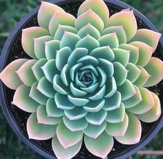 a large green and white flower in a pot