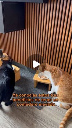 two cats are sitting in front of a tv and one cat is eating out of a bowl