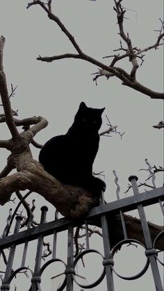 a black cat sitting on top of a tree branch in front of a metal fence