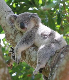 a koala sleeping on top of a tree branch