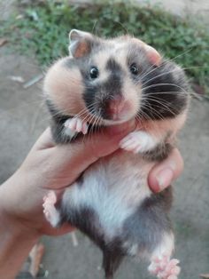 a small hamster being held in someone's hand with its front paws up