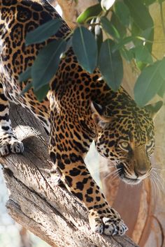 a large leopard standing on top of a tree branch next to a leafy plant