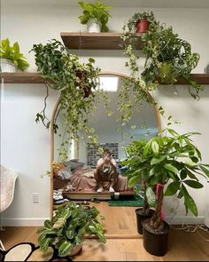 a mirror with plants hanging from it's sides in a room filled with potted plants