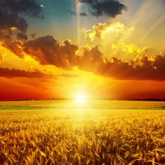 the sun is setting over a field of ripening wheat on a sunny day with clouds