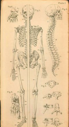 an old book with diagrams of human skeletal systems