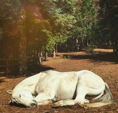 a white horse laying down in the middle of a forest with its head on it's back