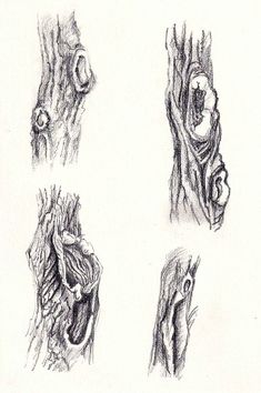 pencil drawings of different parts of the human body, including an animal's eye