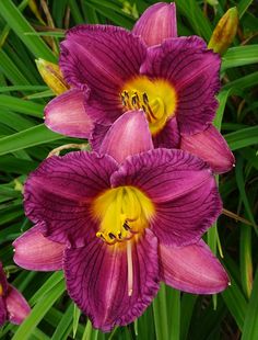 three purple flowers with yellow stamens growing in the grass next to each other