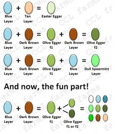 an image of different colored eggs with the words and how to use them in each