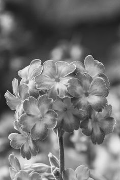 a black and white photo of some flowers