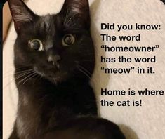 a black cat laying on top of a bed next to a persons hand with the caption did you know the word homeowner has the word meow in it