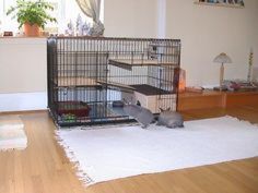 two cats are in a cage on the floor next to a cat bed and rug