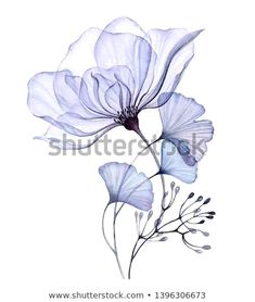 three blue flowers on a white background stock photo © shutterstocker, image ident