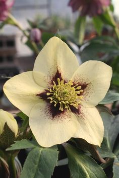 a close up of a flower on a plant with leaves and flowers in the background