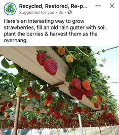 strawberries hanging from the roof of a building