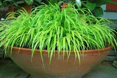 a potted plant sitting on top of a stone floor