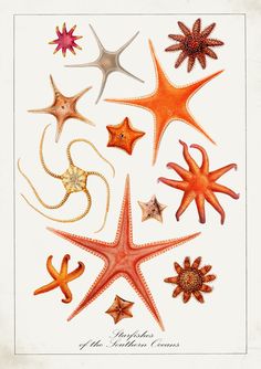 an illustration of starfishs and other sea stars