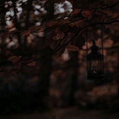 a lantern hanging from a tree in the woods