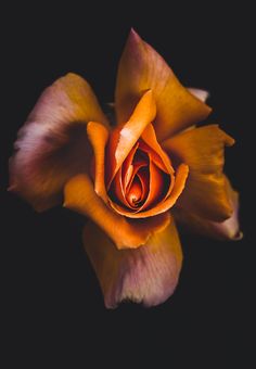 an orange and yellow rose is shown in the dark room with its petals still open