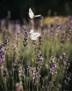 two white butterflies flying over lavender flowers