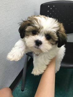 a small white and brown dog sitting on top of a person's arm next to a chair