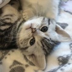 a small kitten laying on top of a blanket