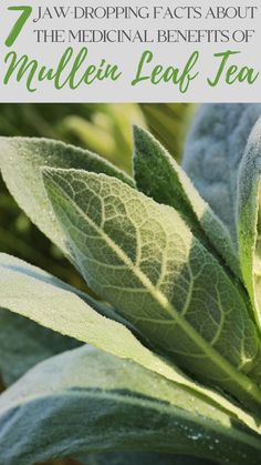 mullein leaf tea Mullien Leaf Salve, Herb Knowledge, Herb Teas