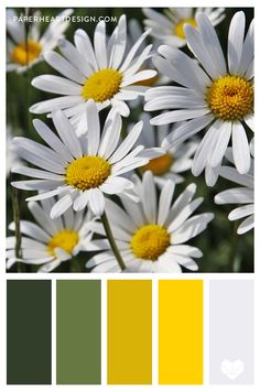 some white daisies with yellow centers in the center and green on the bottom side