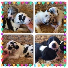 four puppies cuddle together on the floor with hearts in the background and one puppy is laying down