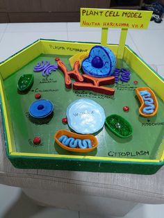 a plant cell model is displayed on a table