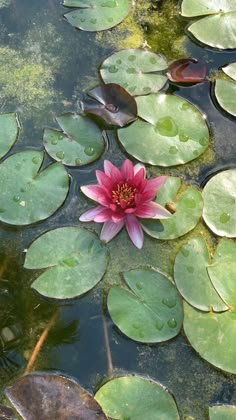 a pink flower sitting on top of lily pads