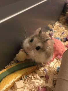 a small hamster eating food in its cage