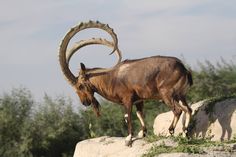 an animal with large horns standing on top of a rock